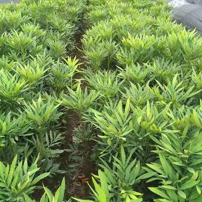 基地批發毛鵑 優質灌木綠化苗木，滿足景觀工程需求