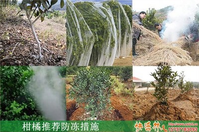 果樹防凍液與景觀工程中的防凍措施應(yīng)用時機