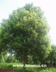 寧波余姚市廣盛園林綠化工程 枇杷樹在景觀設(shè)計中的多元應(yīng)用