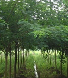 特價批發(fā)工程廣場綠化用品 蓄排水板的優(yōu)勢與應(yīng)用