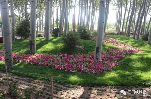 市城管局首屆最美花境競賽圓滿落幕，城市景觀工程再添新亮點