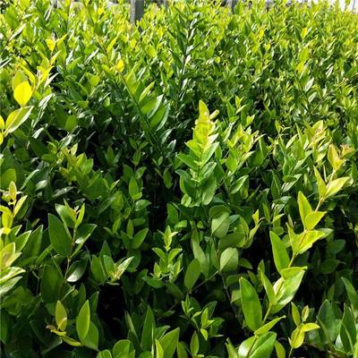 金森女貞 優質綠化灌木，景觀工程的理想選擇