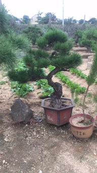 山東苗木業(yè)者徐曉華 夯實(shí)質(zhì)量根基，方能鑄就綠化工程未來