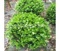 金色夢(mèng)想，綠色家園——論金綠化工程的生態(tài)與社會(huì)價(jià)值